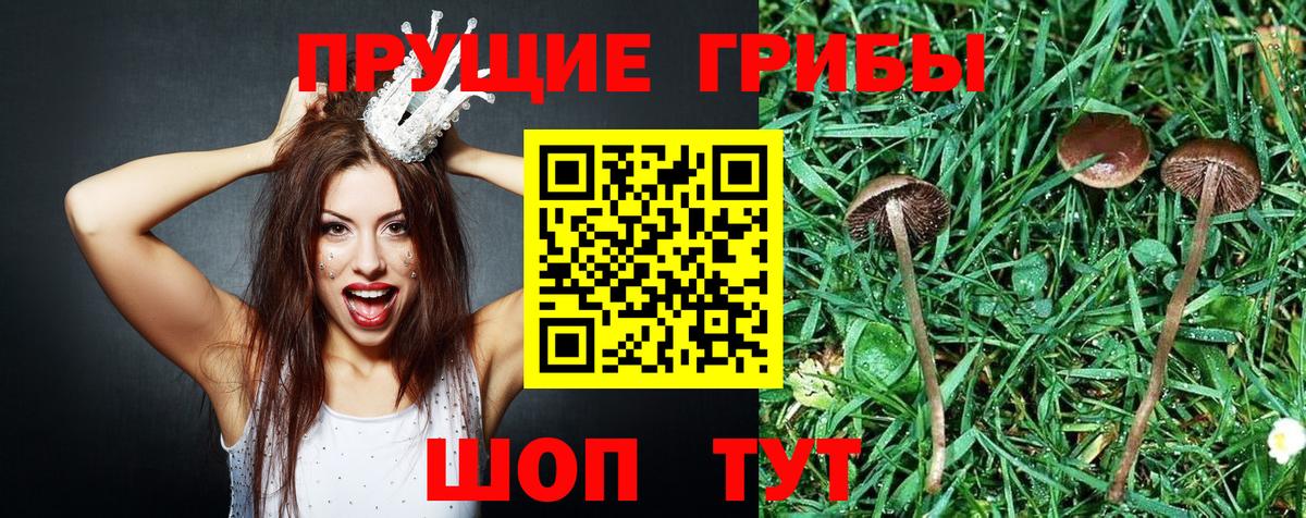 Псилоцибиновые грибы мицелий Петропавловск-Камчатский